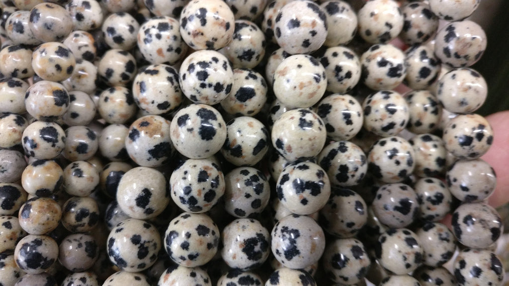 Jasper, Dalmatian