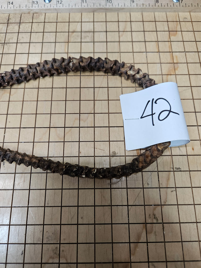 African Snake Vertebrae Beads