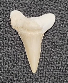 Sharks Tooth 1-2"